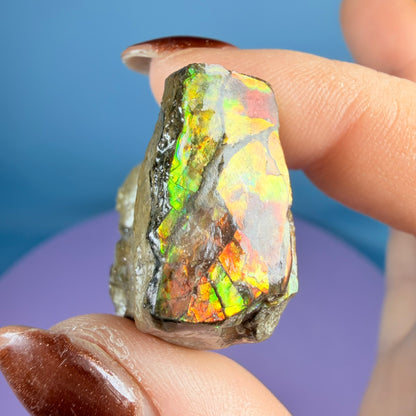Rare Ammolite Fossil Gemstone Specimen, Canada (Video)