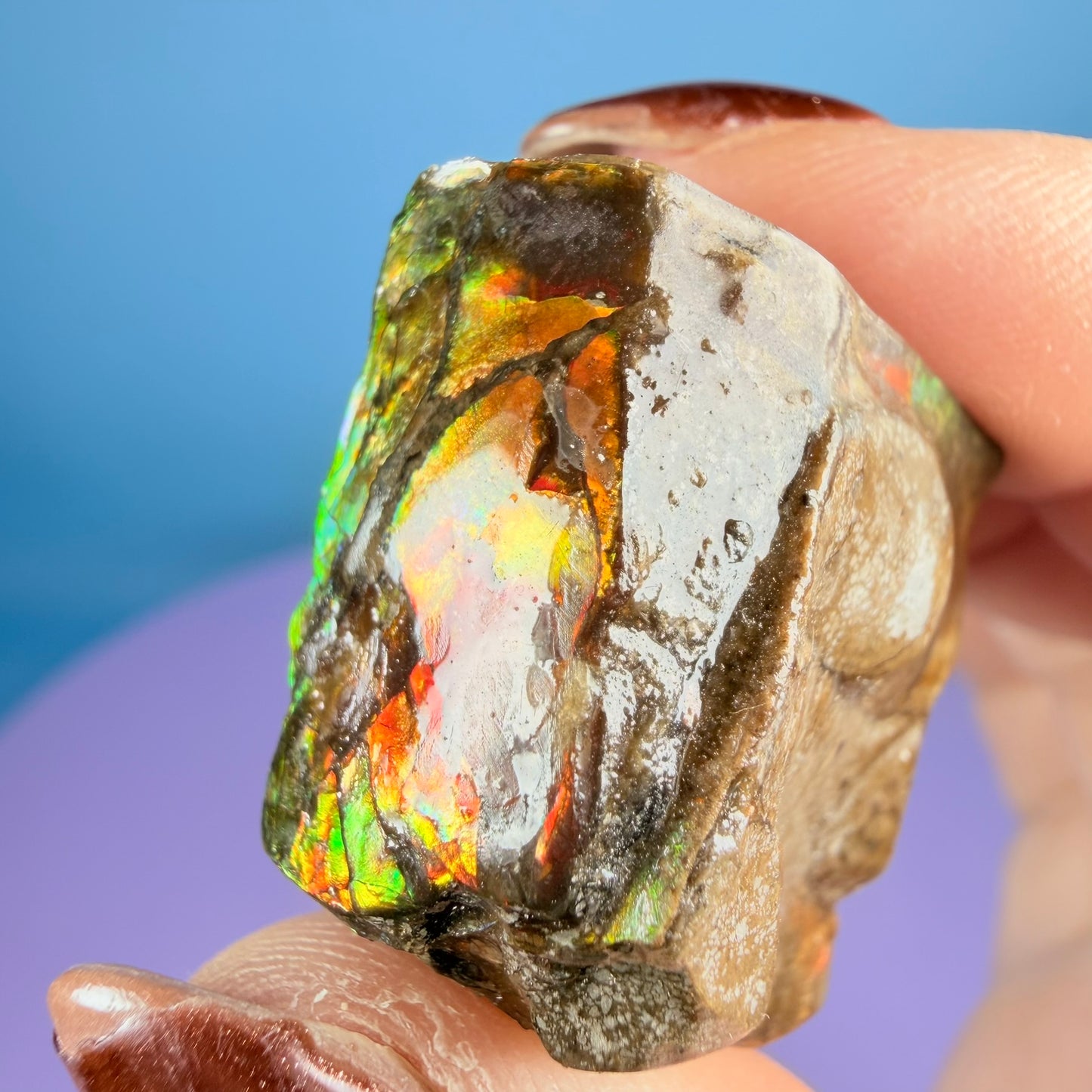 Rare Ammolite Fossil Gemstone Specimen, Canada (Video)