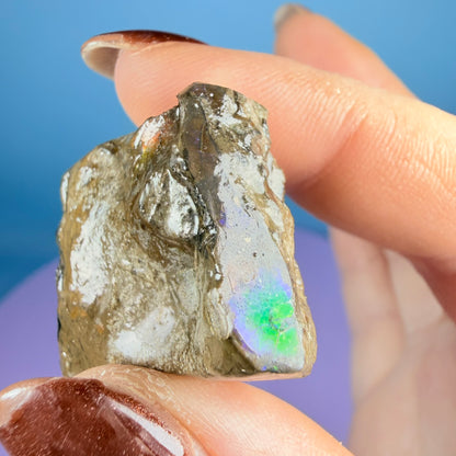 Rare Ammolite Fossil Gemstone Specimen, Canada (Video)