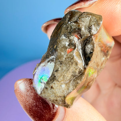 Rare Ammolite Fossil Gemstone Specimen, Canada (Video)