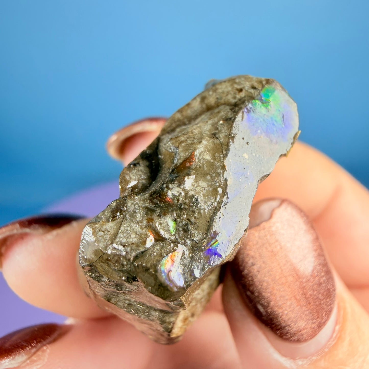 Rare Ammolite Fossil Gemstone Specimen, Canada (Video)