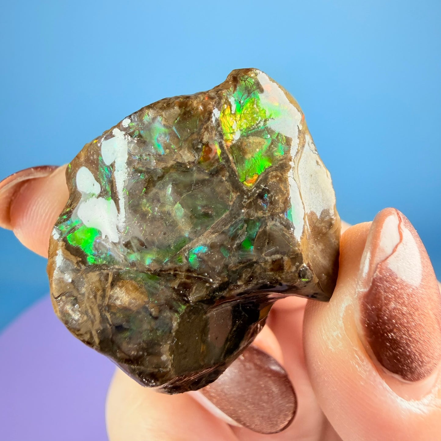 Rare Ammolite Fossil Gemstone Specimen, Canada (Video)