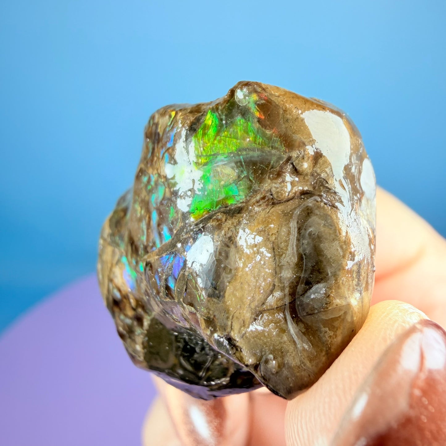 Rare Ammolite Fossil Gemstone Specimen, Canada (Video)