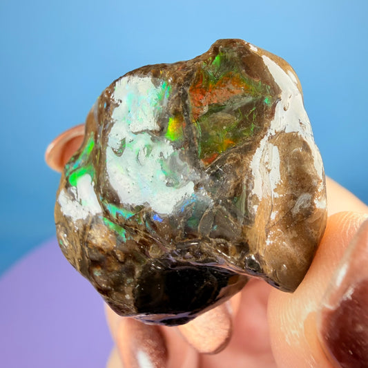 Rare Ammolite Fossil Gemstone Specimen, Canada (Video)