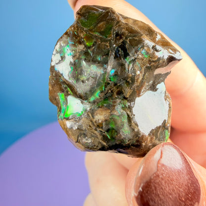 Rare Ammolite Fossil Gemstone Specimen, Canada (Video)