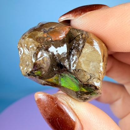 Rare Ammolite Fossil Gemstone Specimen, Canada (Video)
