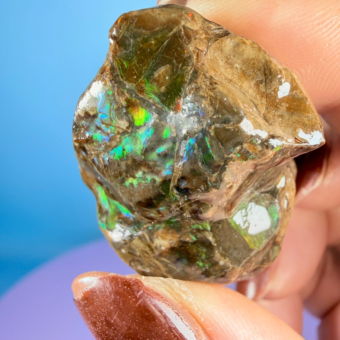 Rare Ammolite Fossil Gemstone Specimen, Canada (Video)
