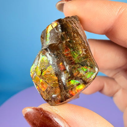 Rare Ammolite Fossil Gemstone Specimen, Canada (Video)