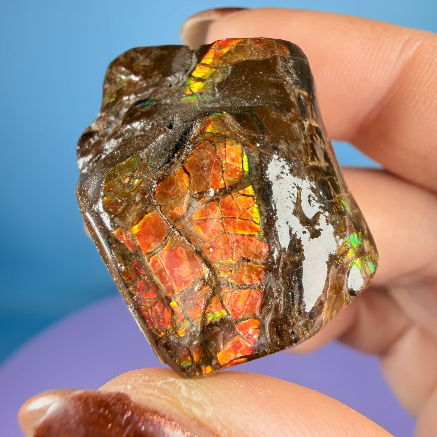 Rare Ammolite Fossil Gemstone Specimen, Canada (Video)