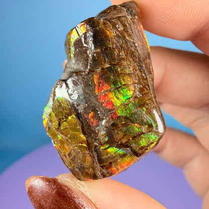 Rare Ammolite Fossil Gemstone Specimen, Canada (Video)