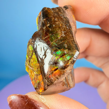Rare Ammolite Fossil Gemstone Specimen, Canada (Video)