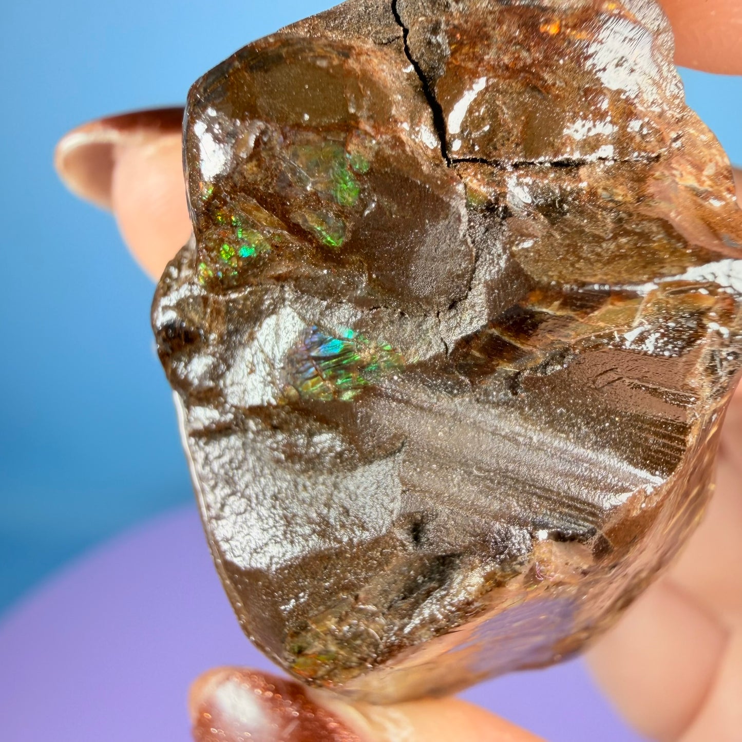 Rare Ammolite Fossil Gemstone Specimen, Canada (Video)