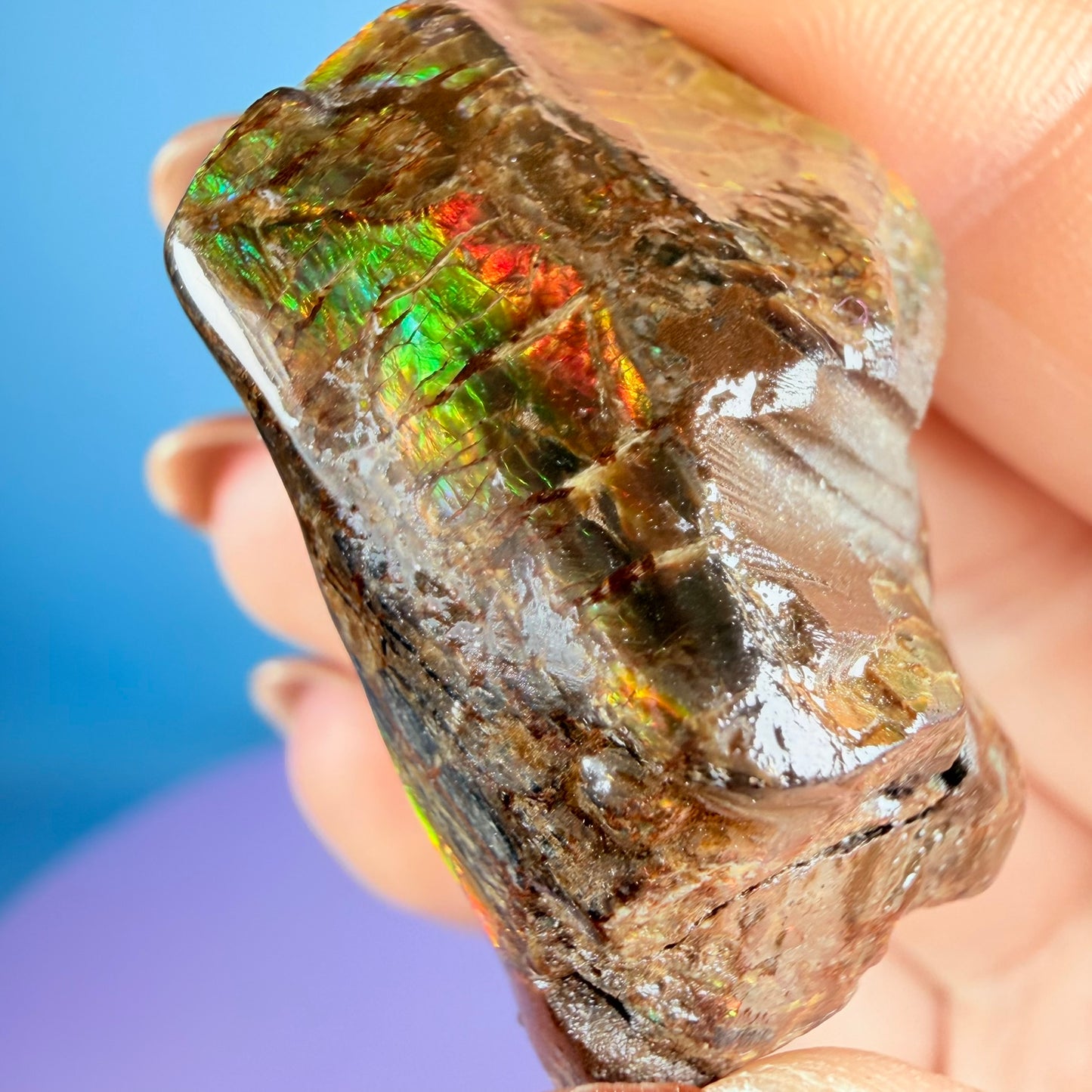 Rare Ammolite Fossil Gemstone Specimen, Canada (Video)