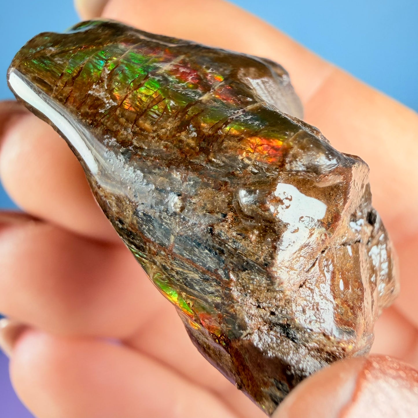 Rare Ammolite Fossil Gemstone Specimen, Canada (Video)