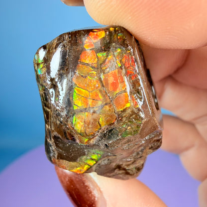 Rare Ammolite Fossil Gemstone Specimen, Canada (Video)