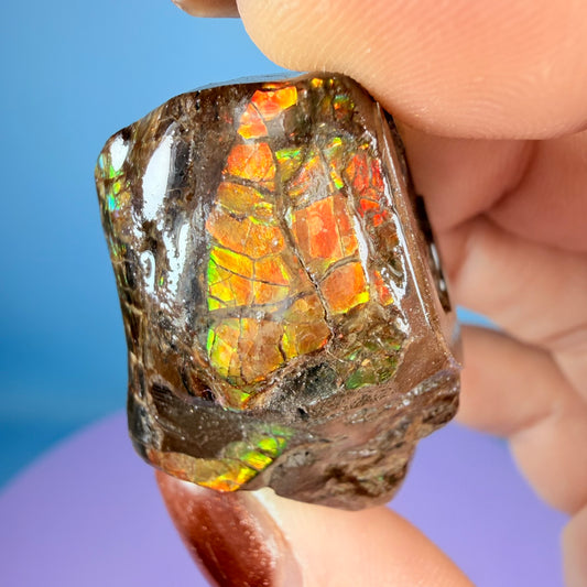 Rare Ammolite Fossil Gemstone Specimen, Canada (Video)