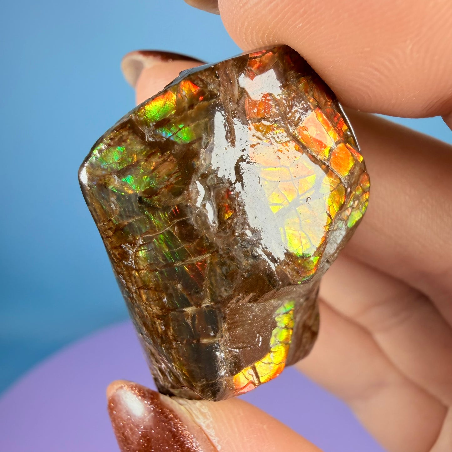 Rare Ammolite Fossil Gemstone Specimen, Canada (Video)