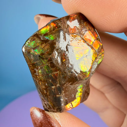 Rare Ammolite Fossil Gemstone Specimen, Canada (Video)