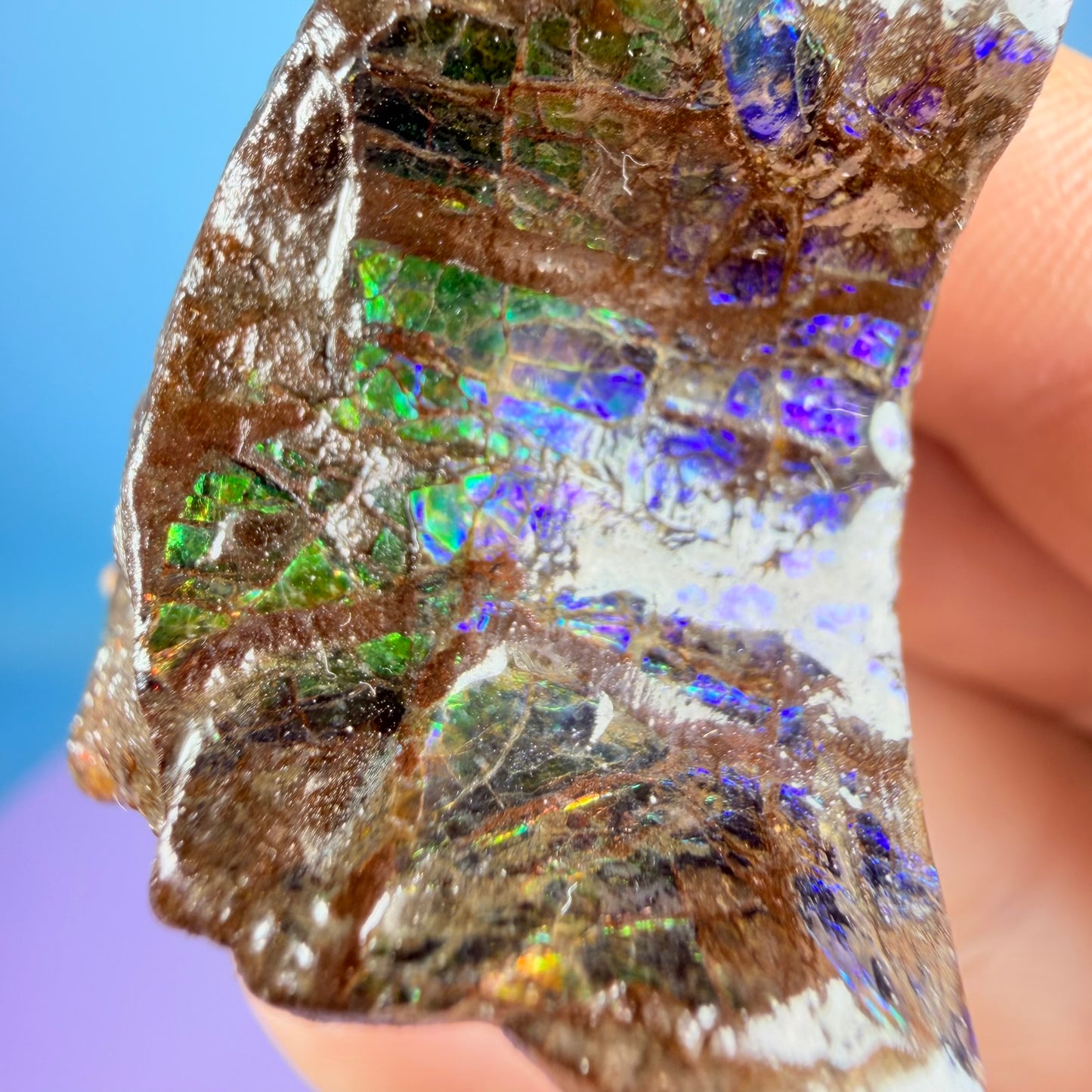 Rare Ammolite Fossil Gemstone Specimen, Canada (Video)
