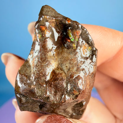 Rare Ammolite Fossil Gemstone Specimen, Canada (Video)