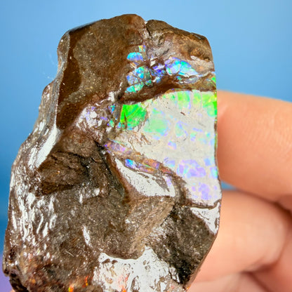 Rare Ammolite Fossil Gemstone Specimen, Canada (Video)