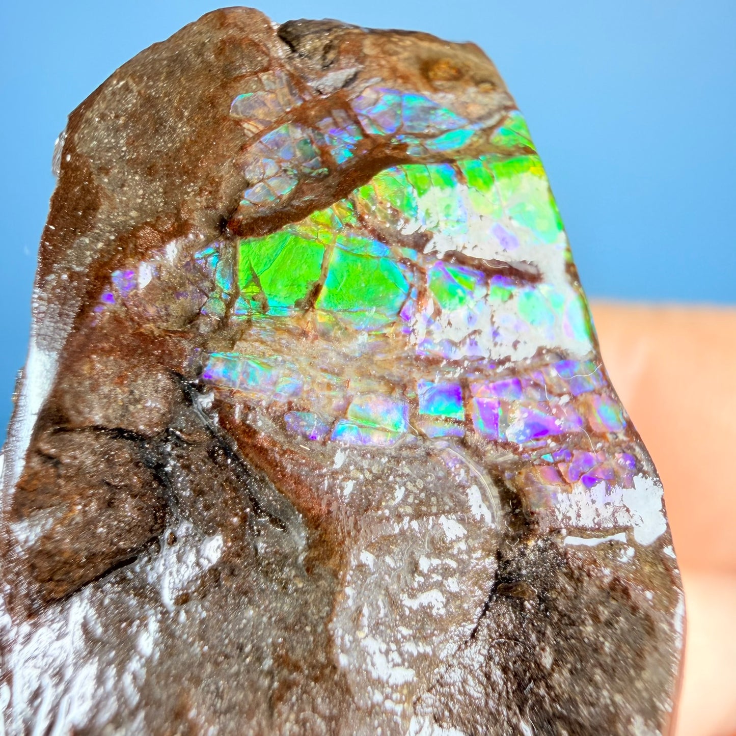 Rare Ammolite Fossil Gemstone Specimen, Canada (Video)