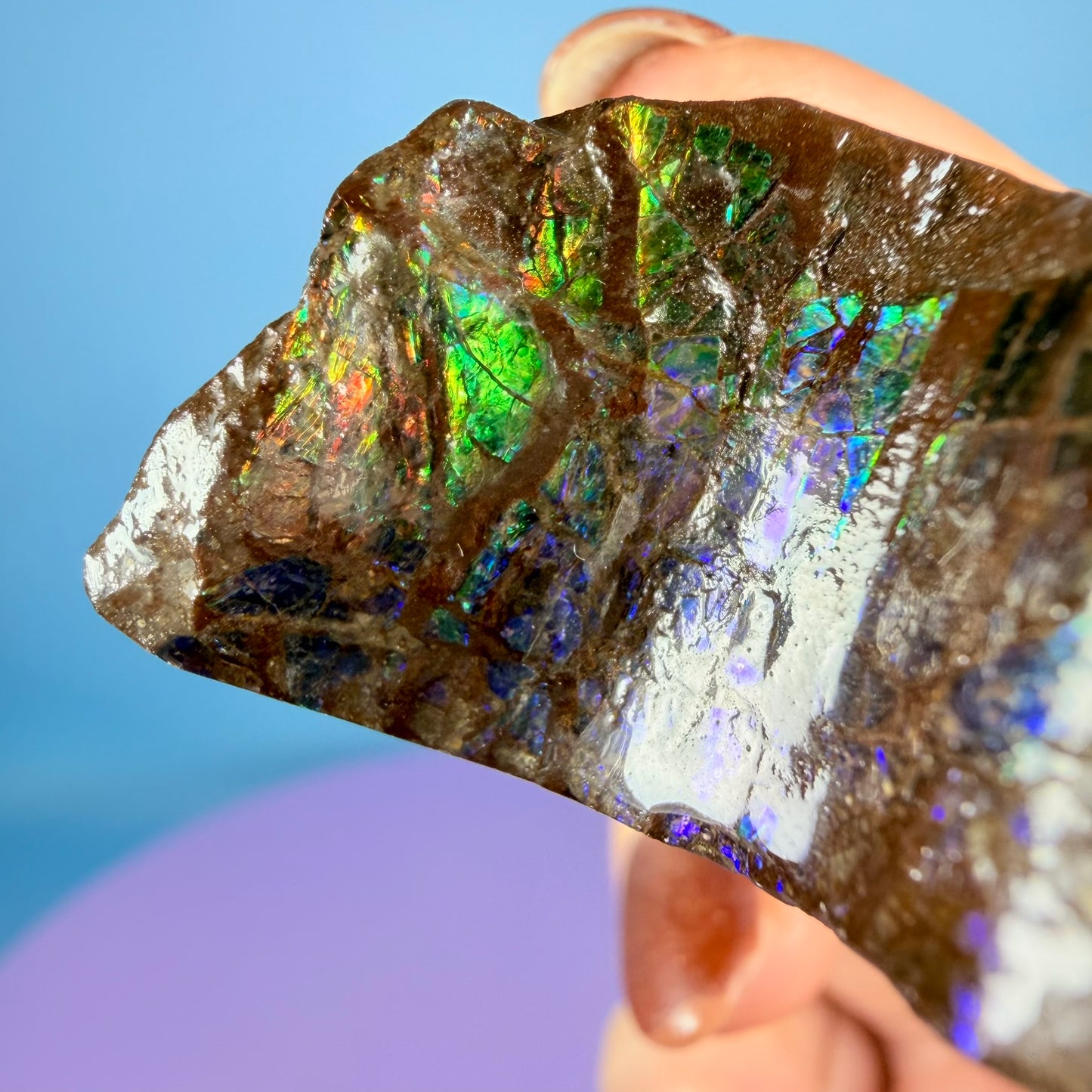 Rare Ammolite Fossil Gemstone Specimen, Canada (Video)