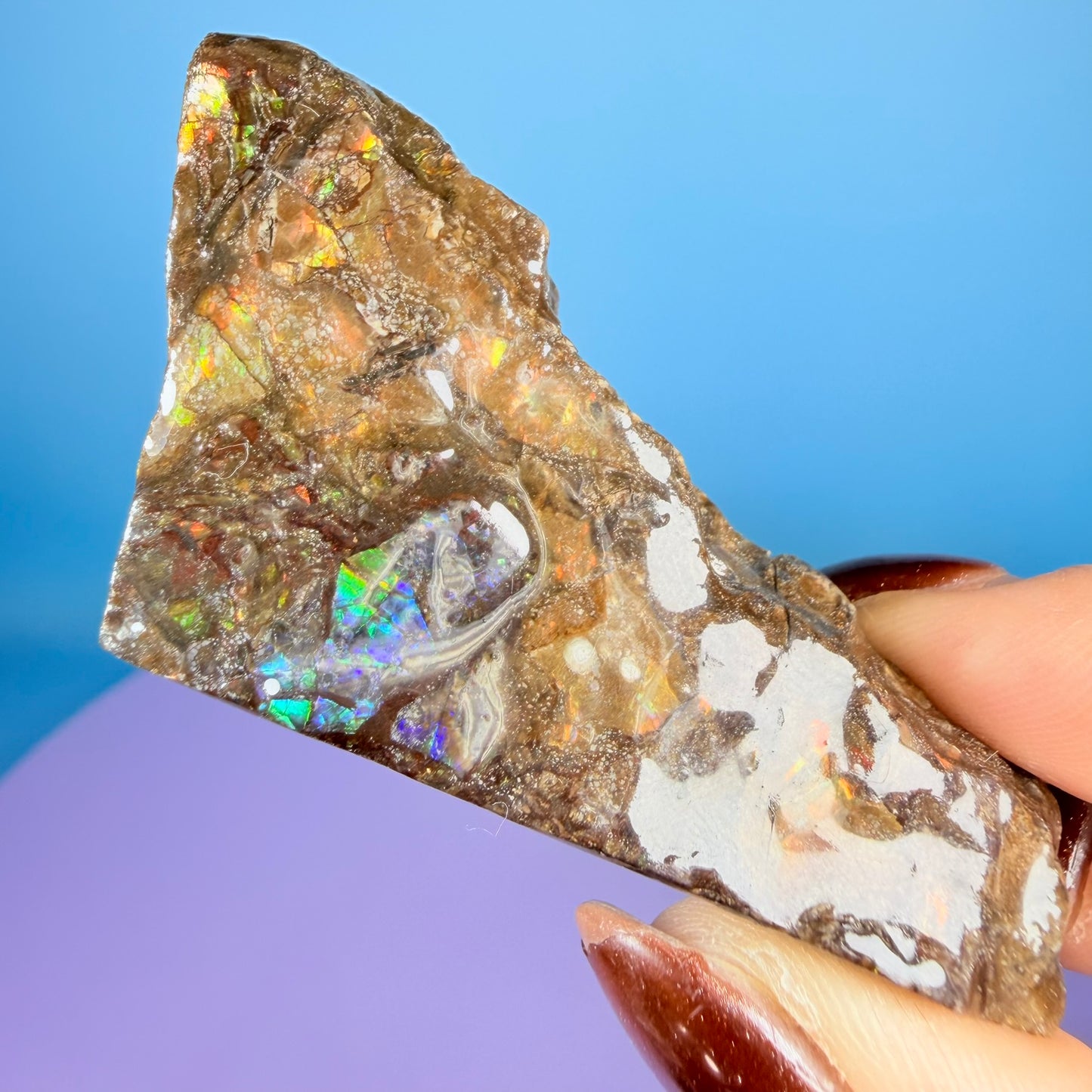 Rare Ammolite Fossil Gemstone Specimen, Canada (Video)