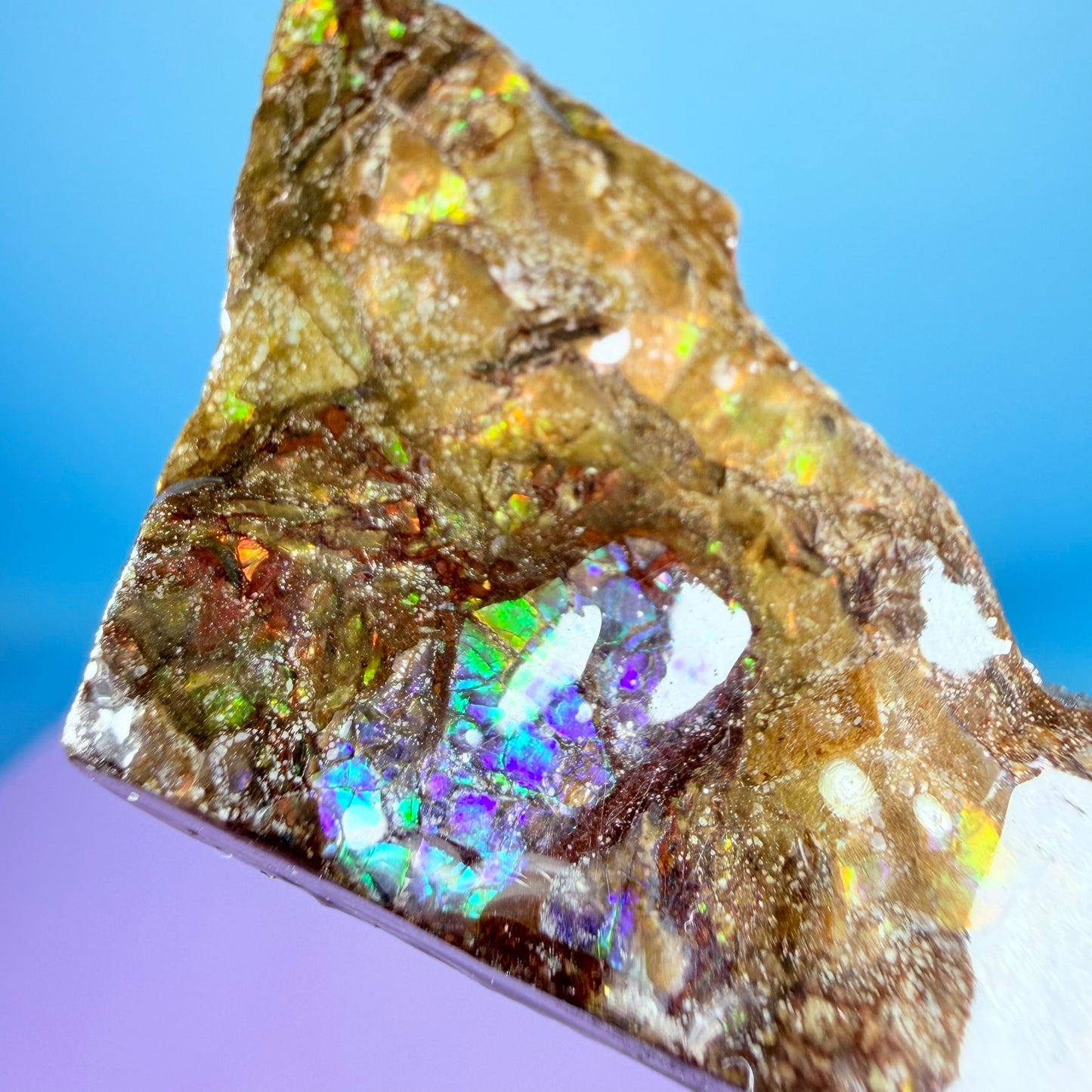 Rare Ammolite Fossil Gemstone Specimen, Canada (Video)