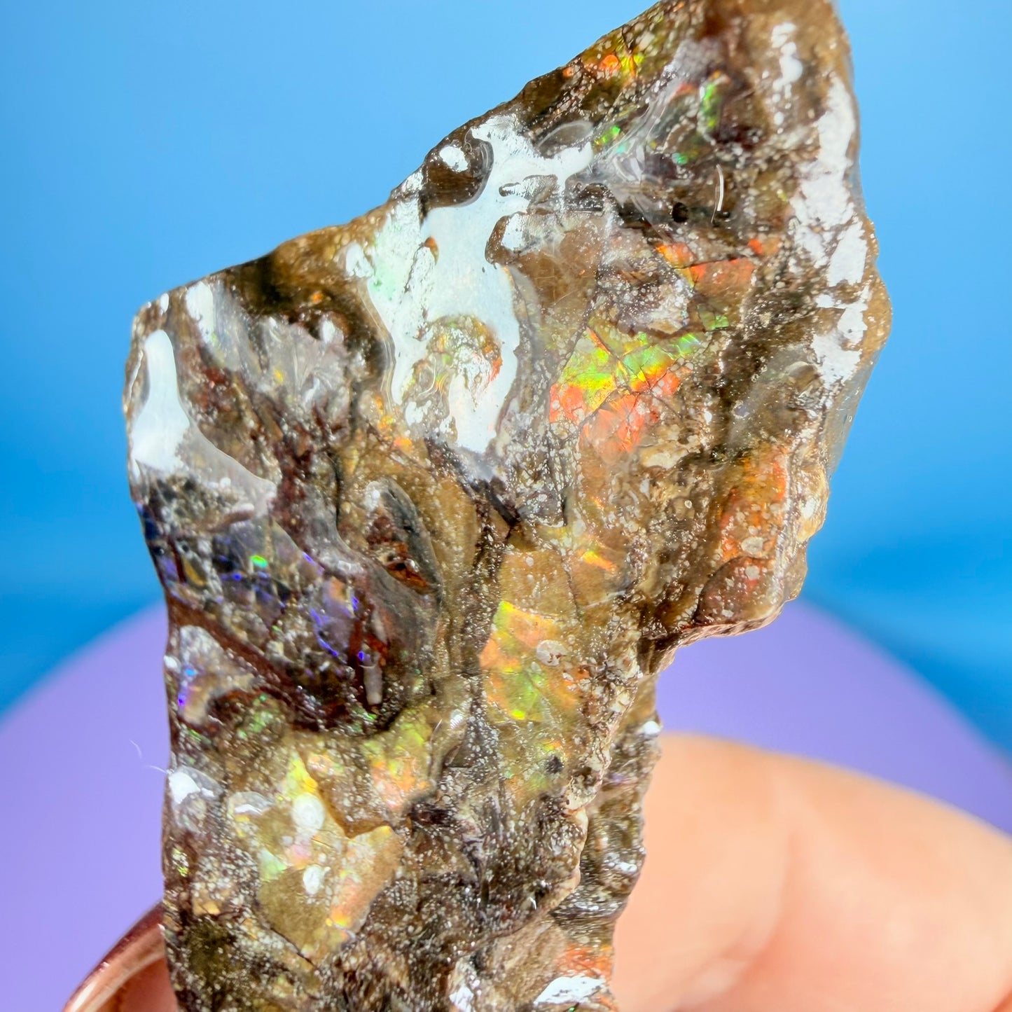 Rare Ammolite Fossil Gemstone Specimen, Canada (Video)