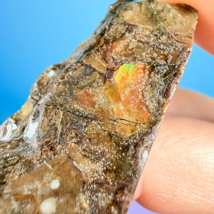 Rare Ammolite Fossil Gemstone Specimen, Canada (Video)