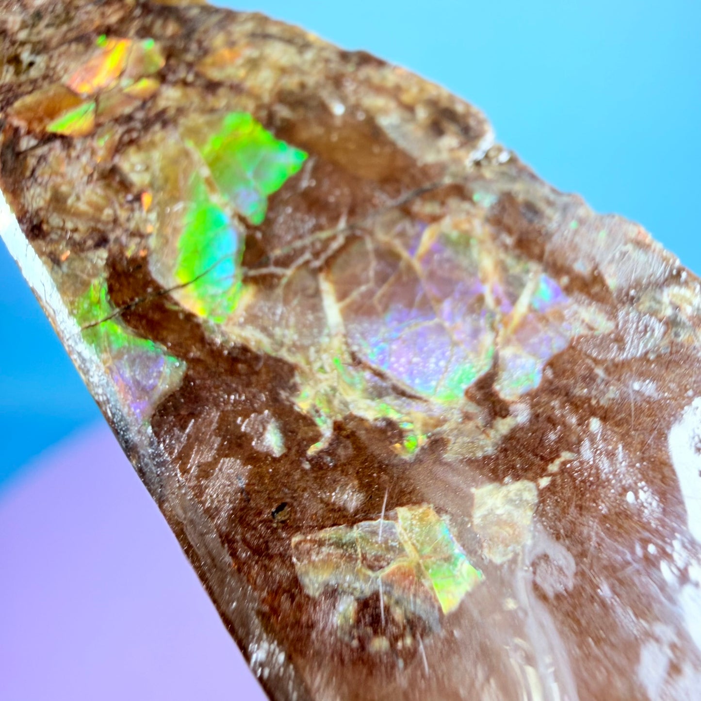 Rare Ammolite Fossil Gemstone Specimen, Canada (Video)