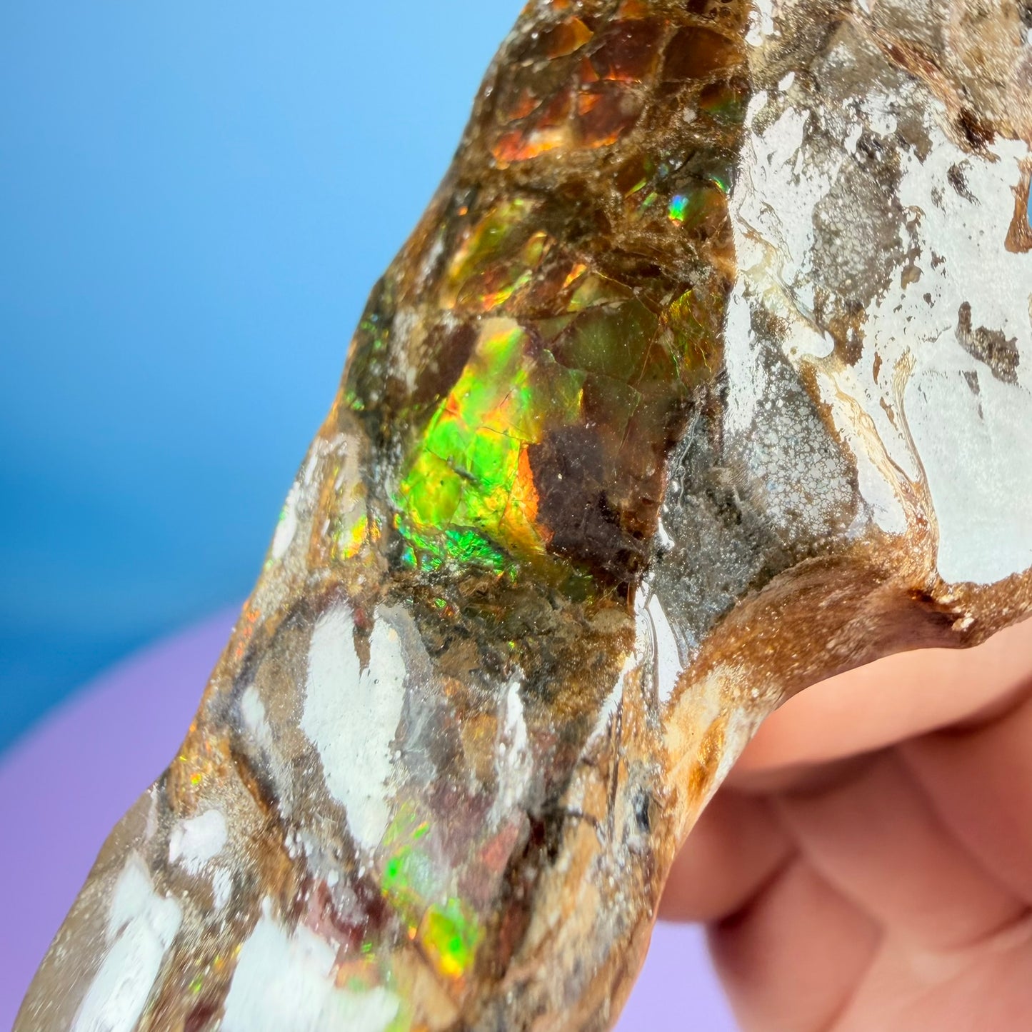 Rare Ammolite Fossil Gemstone Specimen, Canada (Video)