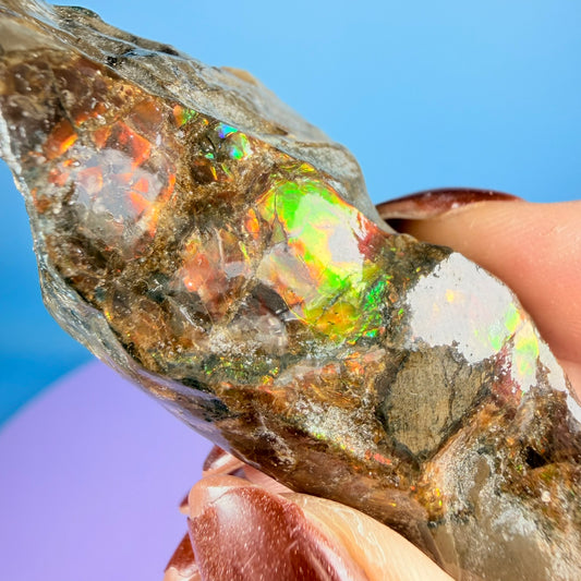 Rare Ammolite Fossil Gemstone Specimen, Canada (Video)
