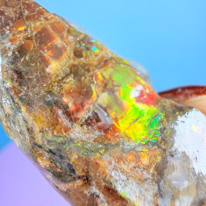 Rare Ammolite Fossil Gemstone Specimen, Canada (Video)