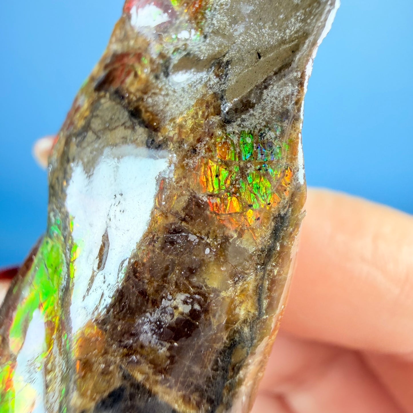 Rare Ammolite Fossil Gemstone Specimen, Canada (Video)