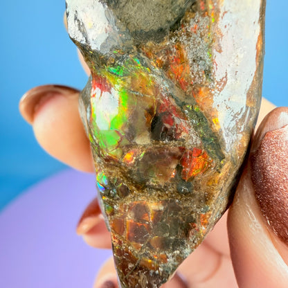 Rare Ammolite Fossil Gemstone Specimen, Canada (Video)