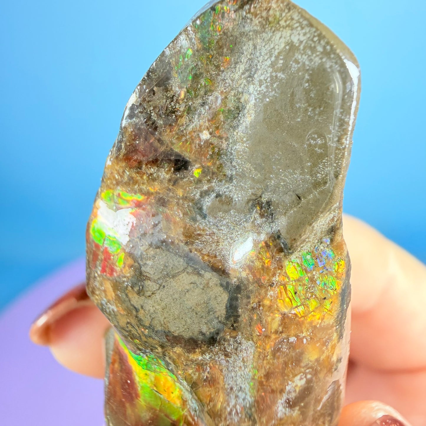 Rare Ammolite Fossil Gemstone Specimen, Canada (Video)