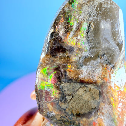 Rare Ammolite Fossil Gemstone Specimen, Canada (Video)