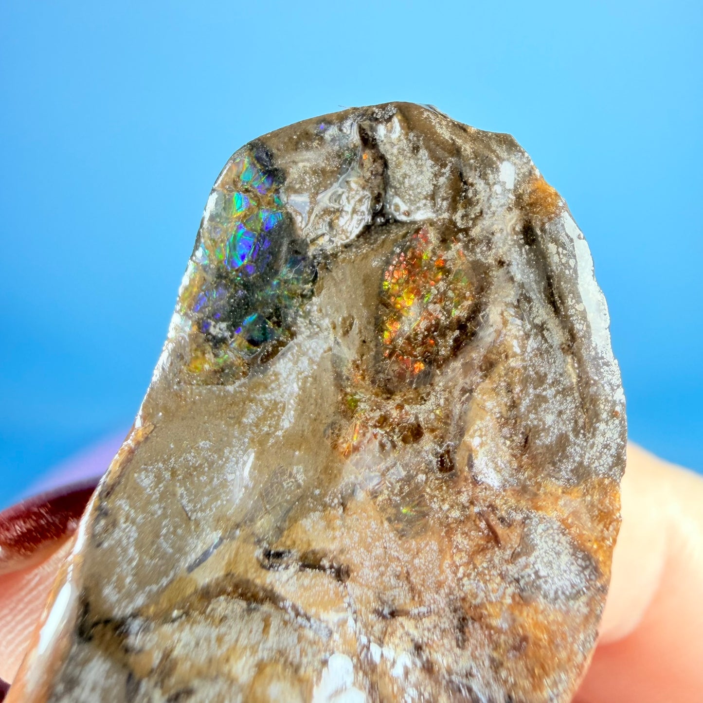 Rare Ammolite Fossil Gemstone Specimen, Canada (Video)