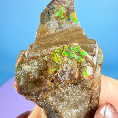 Rare Ammolite Fossil Gemstone Specimen, Canada (Video)
