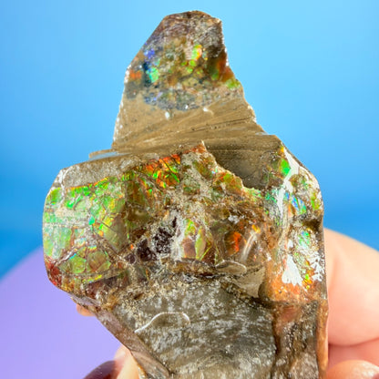 Rare Ammolite Fossil Gemstone Specimen, Canada (Video)