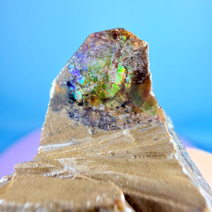 Rare Ammolite Fossil Gemstone Specimen, Canada (Video)