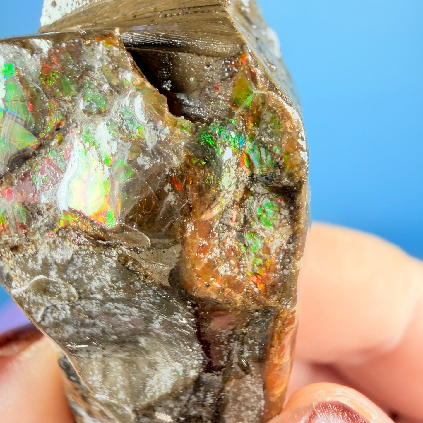 Rare Ammolite Fossil Gemstone Specimen, Canada (Video)