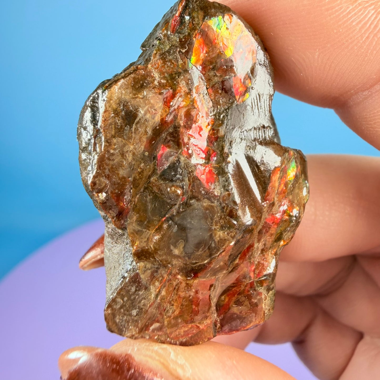 Rare Ammolite Fossil Gemstone Specimen, Canada (Video)