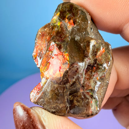 Rare Ammolite Fossil Gemstone Specimen, Canada (Video)