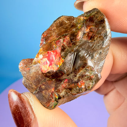 Rare Ammolite Fossil Gemstone Specimen, Canada (Video)