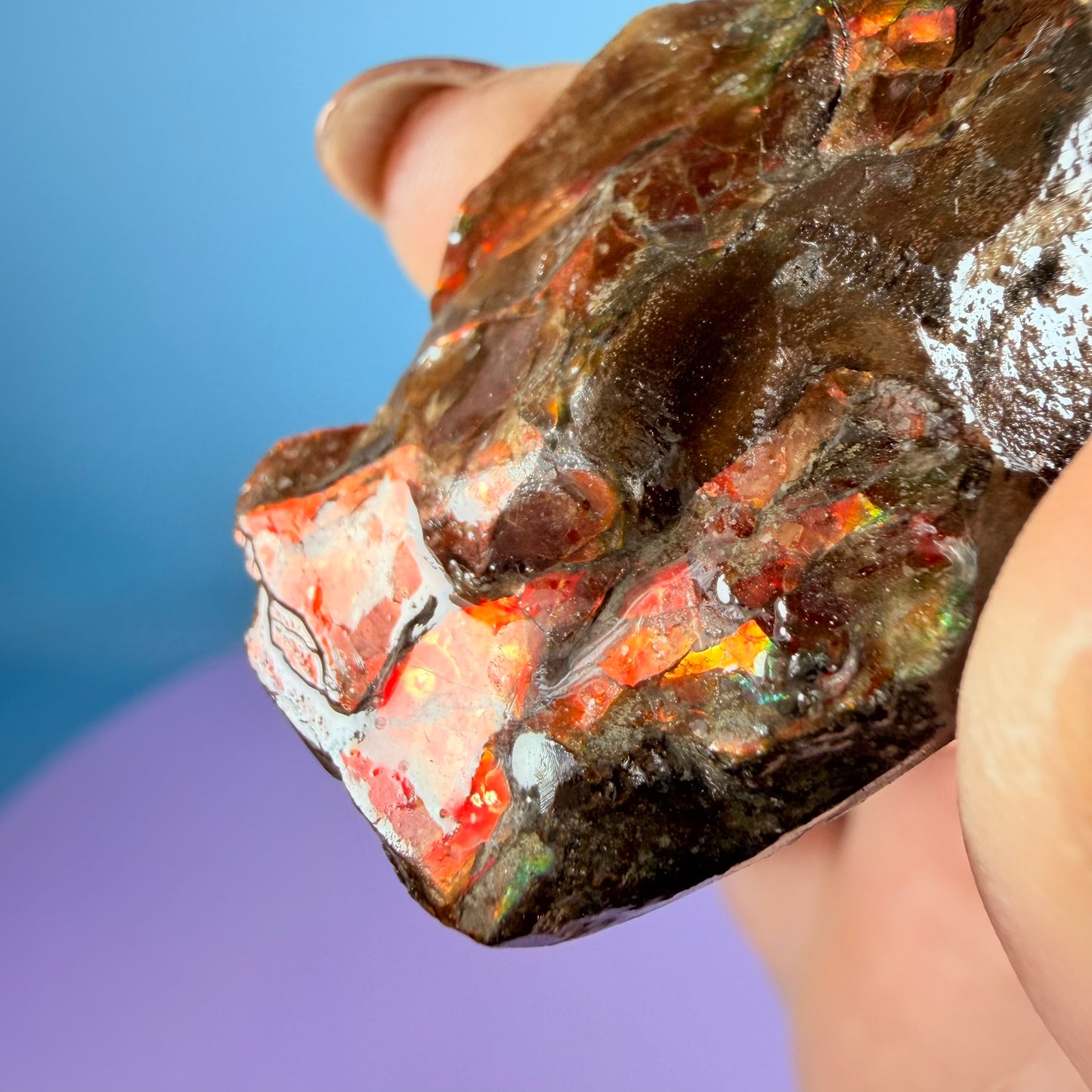 Rare Ammolite Fossil Gemstone Specimen, Canada (Video)