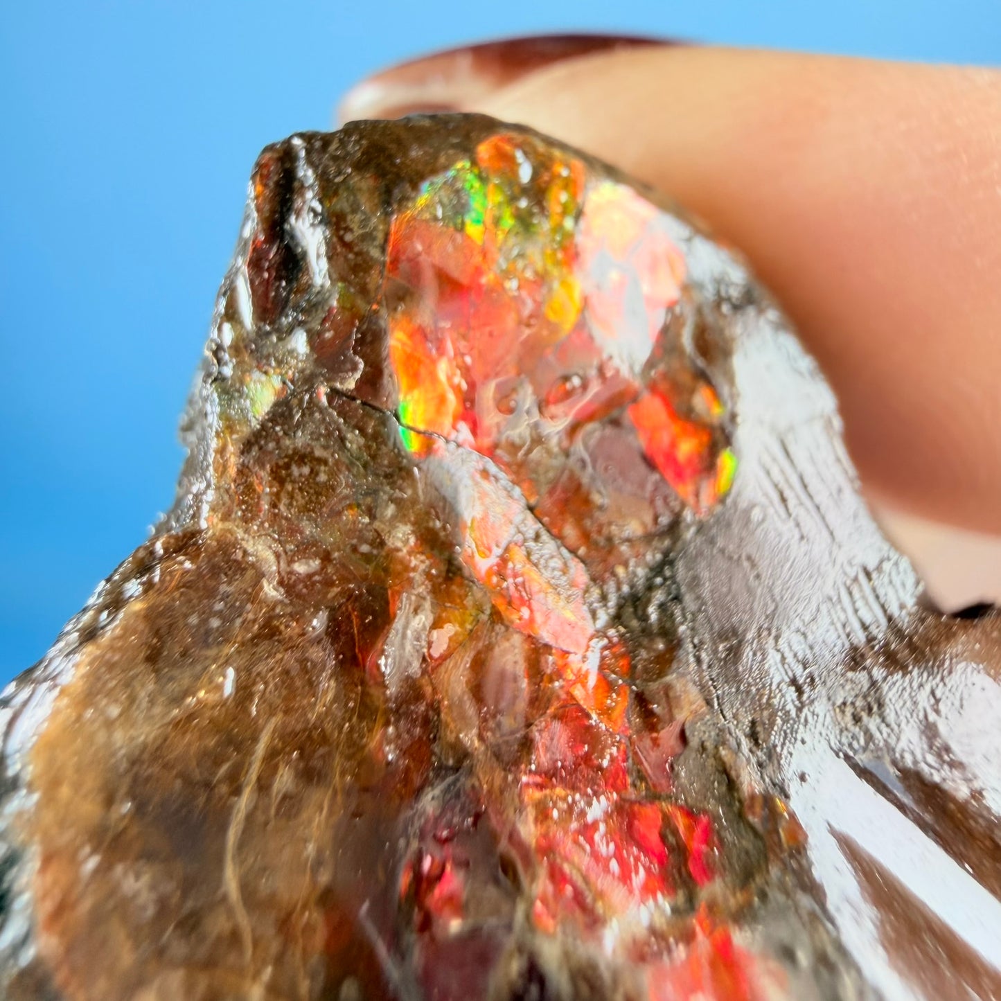 Rare Ammolite Fossil Gemstone Specimen, Canada (Video)
