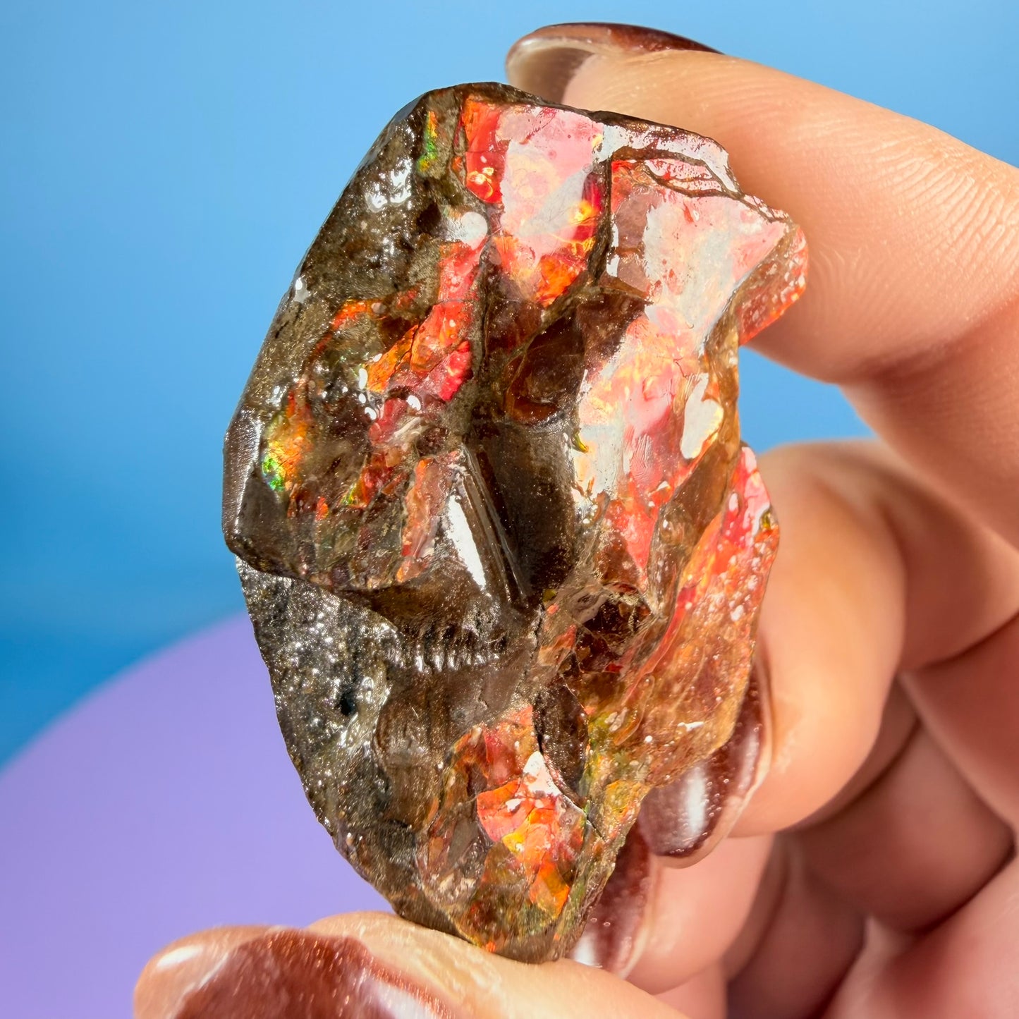 Rare Ammolite Fossil Gemstone Specimen, Canada (Video)
